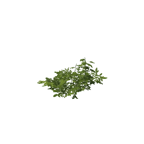 Plant 45_LOD_1